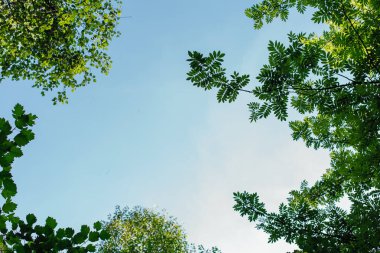Güneşli mavi gökyüzü arka plan üzerinde ağaç üzerinde farklı yeşil yaprakları. Kopya alanı