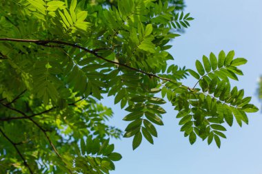 Güneşli mavi gökyüzü arka plan üzerinde ağaç üzerinde farklı yeşil yaprakları. Kopya alanı