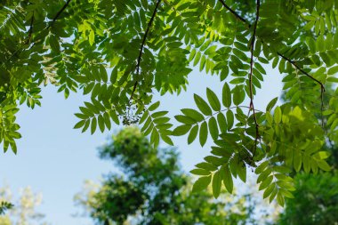 Güneşli mavi gökyüzü arka plan üzerinde ağaç üzerinde farklı yeşil yaprakları. Kopya alanı