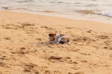 Sevimli kırmızı köpek rahatlatıcı sırasında günbatımı kum plajındaki