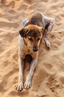 Sevimli kırmızı köpek rahatlatıcı sırasında günbatımı kum plajındaki