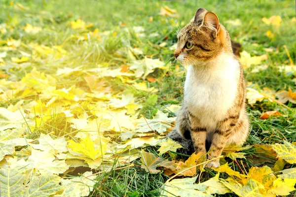 Mignons Sièges Chat Sur Les Feuilles Érable Jaune Tombées — Photo