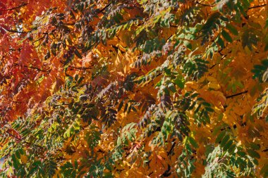 Renkli sonbahar rowan arka plan bırakır