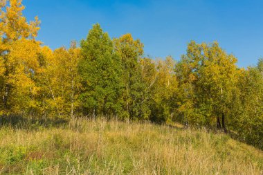 Renkli sonbahar orman Eylül güneşli. Freen, sarı ve turuncu yaprakların ağaçlarda.
