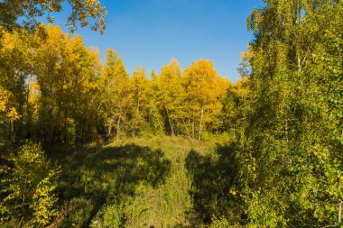 Renkli sonbahar orman Eylül güneşli. Freen, sarı ve turuncu yaprakların ağaçlarda.