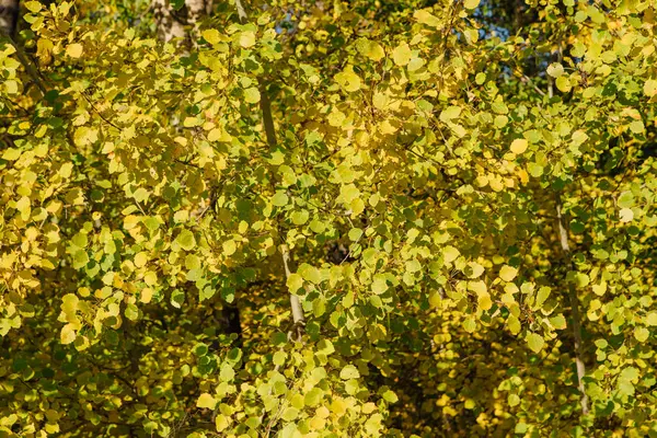 Floresta Outono Colorido Setembro Dia Ensolarado Freen Amarelo Laranja Folhas — Fotografia de Stock