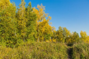 Renkli sonbahar orman Eylül güneşli. Freen, sarı ve turuncu yaprakların ağaçlarda.