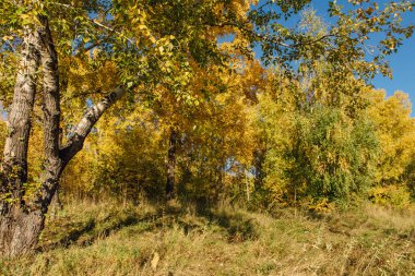 Renkli sonbahar orman Eylül güneşli. Freen, sarı ve turuncu yaprakların ağaçlarda.