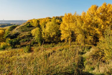 Renkli sonbahar orman Eylül güneşli. Freen, sarı ve turuncu yaprakların ağaçlarda.