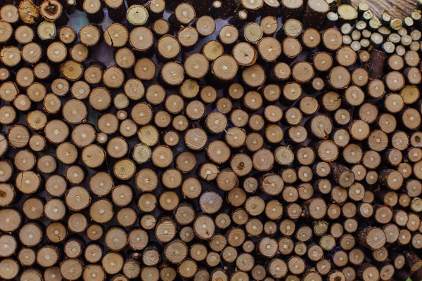 Wooden stumps close up. Small pine wooden circles pattern. Wooden saw cut.