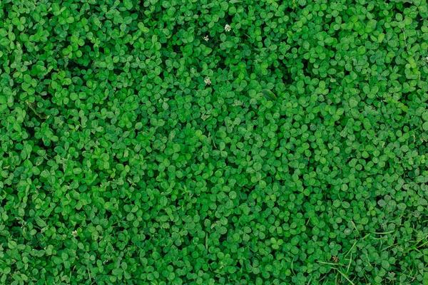 Textura de trébol de hierba verde natural. Fondo natural . — Foto de Stock