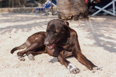 Büyük broown rahatlatıcı köpek tropik adada sıcak gün beyaz kum plaj.