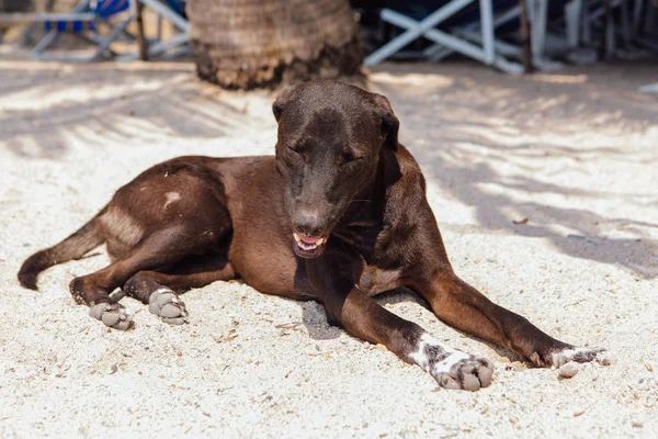 在热带岛屿上炎热的日子里 在炎热的日子里 在沙滩上放松的大胸狗 — 图库照片