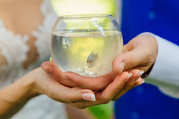 Hands Bride Groom Holding Small Aquarium Gourami Fish Wedding Rings — Stock Photo, Image