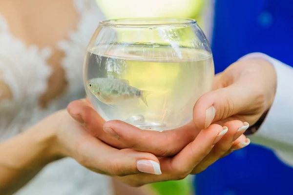 Hands Bride Groom Holding Small Aquarium Gourami Fish Wedding Rings — Stock Photo, Image