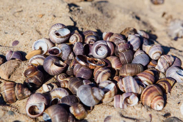 Két Arany Jegygyűrűt Csigák Gastropoda Kagyló Háttér — Stock Fotó