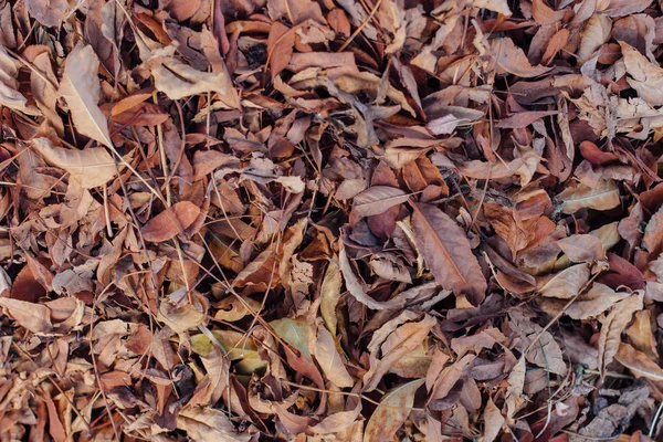 Kolorowy Obraz Opadłych Jesiennych Liści — Zdjęcie stockowe