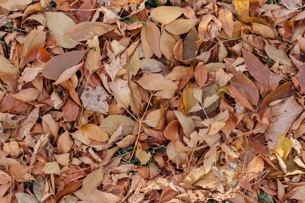 Kleurrijke Backround Afbeelding Van Gevallen Herfstbladeren — Stockfoto