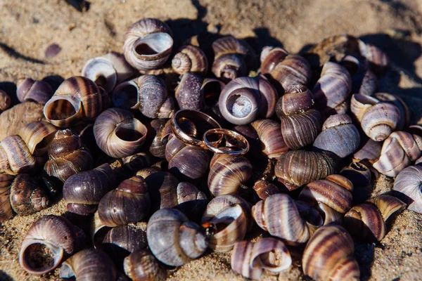 Két Arany Jegygyűrűt Csigák Gastropoda Kagyló Háttér — Stock Fotó