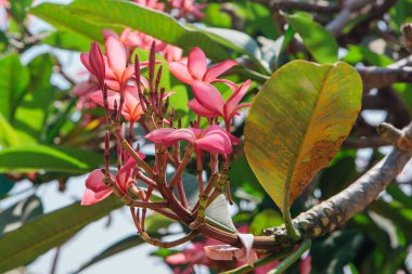 Neautiful pembe frangipani çiçek Bush. Plumeria çiçekler.