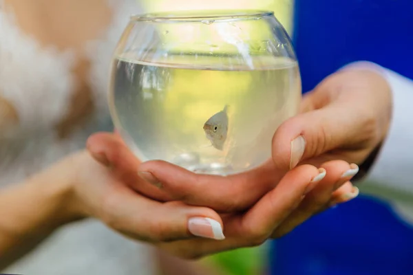 Mãos Noiva Noivo Que Mantém Pequeno Aquário Com Peixe Gourami — Fotografia de Stock