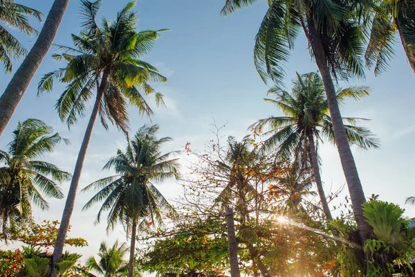 Hammocks Palm Trees Sunset Sea — Stock Photo, Image