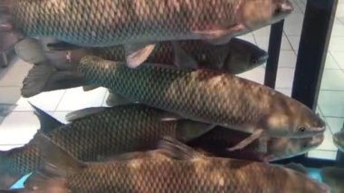 Bir akvaryum içinde belgili tanımlık çarşı canlı sazan balık Yüzme.