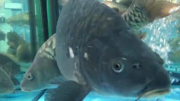 Pesci carpa vivi nuotano in un acquario nel mercato . — Video Stock