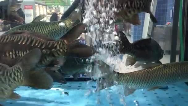 Carpa viva peces nadan en un acuario en el mercado . — Vídeos de Stock