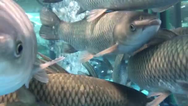 Pesci carpa vivi nuotano in un acquario nel mercato . — Video Stock