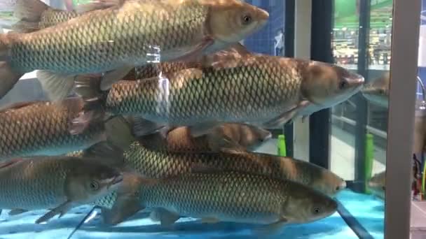 Peixes de carpa vivos nadam em um aquário no mercado . — Vídeo de Stock