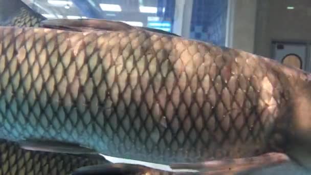 Lebende Karpfenfische schwimmen in einem Aquarium auf dem Markt. — Stockvideo