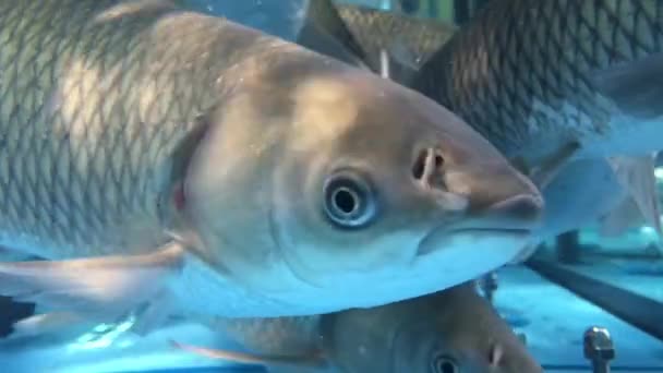 Live carp fish swim in an aquarium in the market. — Stock Footage Live carp fish swim in an aquarium in the market. Stock Video