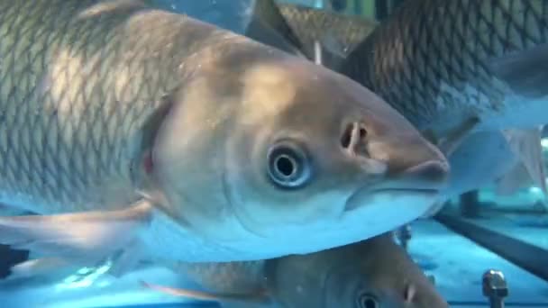 Peixes de carpa vivos nadam em um aquário no mercado . — Vídeo de Stock