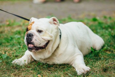 Bir parkta çim beyaz İngilizce bulldog bırakır