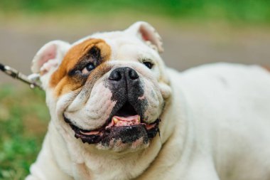 Bir parkta çim beyaz İngilizce bulldog bırakır