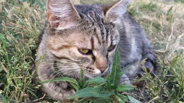 Кот сидит в зеленой траве в вечернее время — стоковое видео