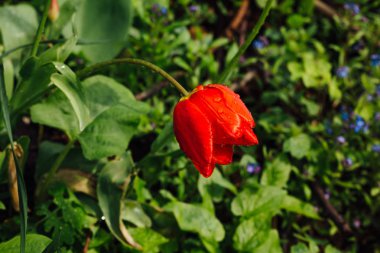 Kırmızı lale yaprakları üzerinde yağmur damlacıkları ile