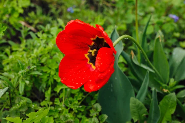 Red Tulip with rain droplets on petals — Stock Photo, Image