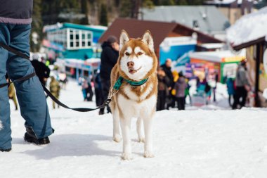 Sibirya Husky köpekleri dağ kayak pistinin etrafına bakıyor.