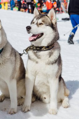 Sibirya Husky köpekleri dağ kayak pistinin etrafına bakıyor.