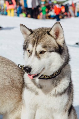 Sibirya Husky köpekleri dağ kayak pistinin etrafına bakıyor.
