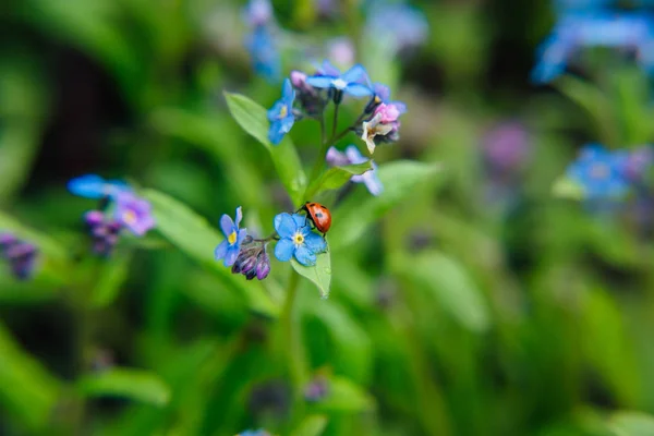 青い花の上に座っててんとう虫をクローズ アップ — ストック写真