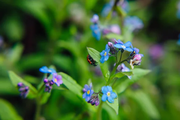 Ладибуг сидить на блакитній квітці крупним планом — стокове фото