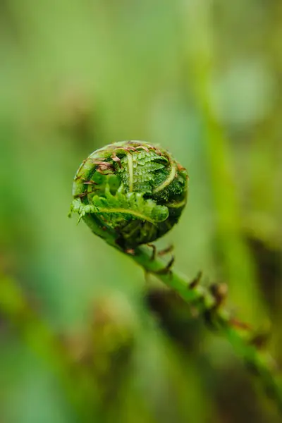 Young green curly leaves of ferns in the forest — Stock Photo, Image