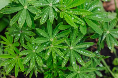 Bir çiğ yaprakların üzerine çiçek bitki ile damla.