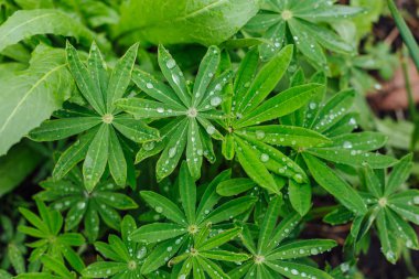 Bir çiğ yaprakların üzerine çiçek bitki ile damla.