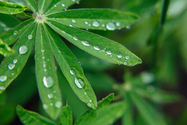 Flower plant with drops of a dew on the leaves. — Stock Photo, Image