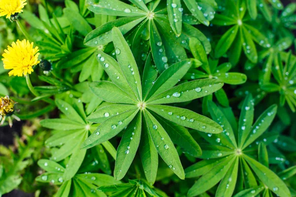 Blomsterplante med duggdråper på bladene . – stockfoto