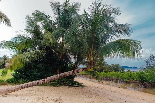 Coconut palm tree on the sandy beach — Stock Photo, Image
